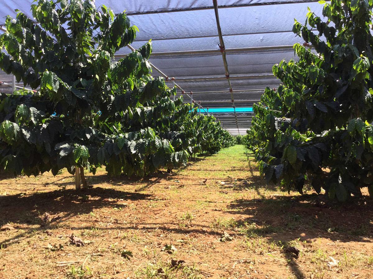 Villa Matayoshi Coffee Farm Higashi Exterior foto