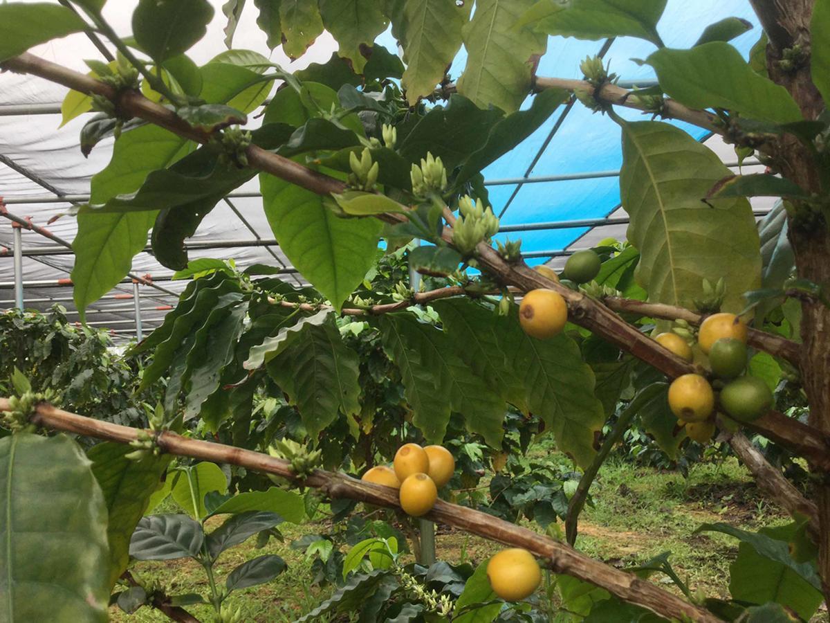 Villa Matayoshi Coffee Farm Higashi Exterior foto